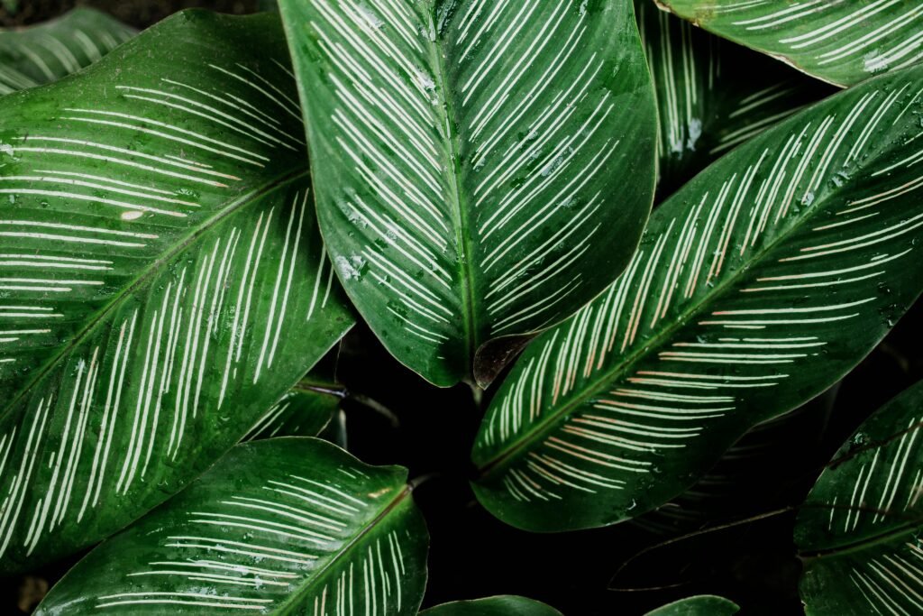 Detailed view of striped Calathea leaves with dew droplets, showcasing natural patterns and textures.